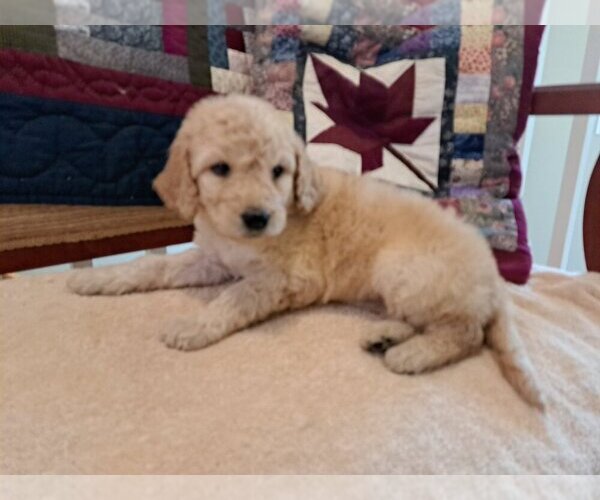 Medium Photo #3 Goldendoodle Puppy For Sale in PELHAM, NH, USA