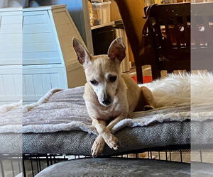 Chihuahua-Unknown Mix Dogs for adoption in Middlesex, NC, USA