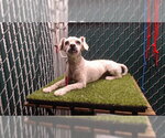 Small Poodle (Miniature)