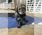 Puppy Gater Bernedoodle (Miniature)