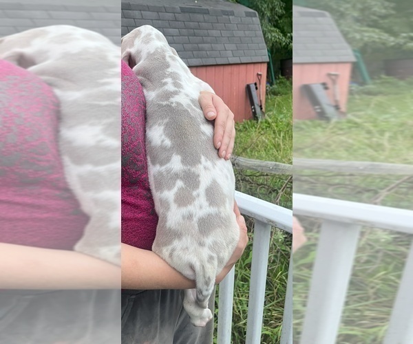 Medium Photo #17 Great Dane Puppy For Sale in SPRAGGS, PA, USA