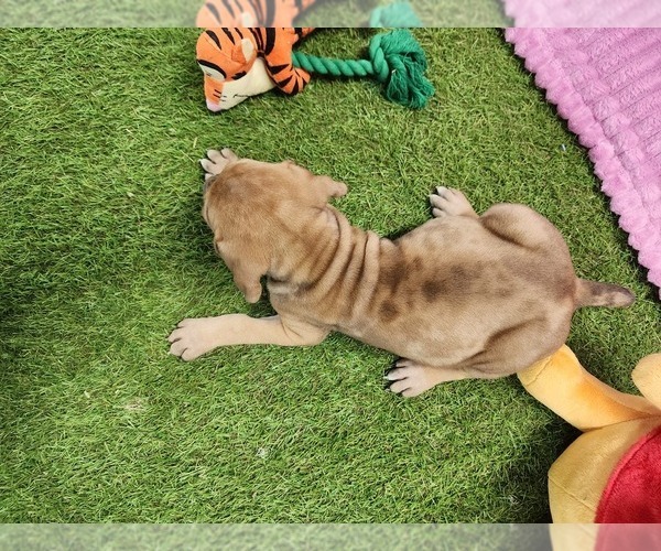 Medium Photo #13 Catahoula Leopard Dog Puppy For Sale in CUMBY, TX, USA