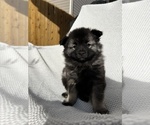 Puppy Dodge Keeshond