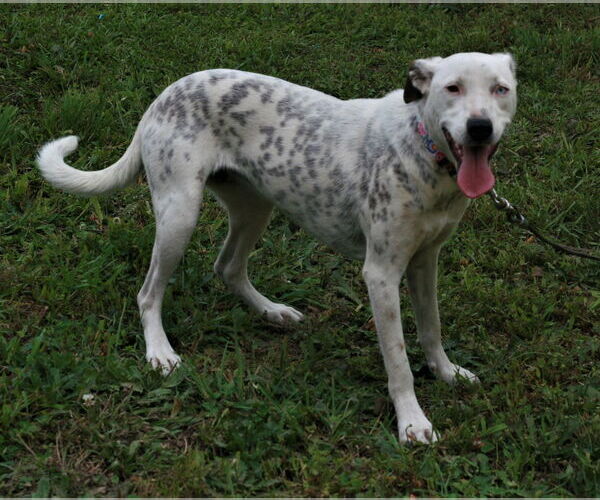 Medium Photo #3 Dalmatian-Labrador Retriever Mix Puppy For Sale in Attalka, AL, USA