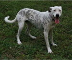 Small #2 Dalmatian-Labrador Retriever Mix