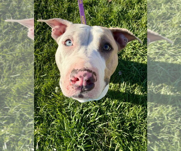 Medium Photo #4 Mutt Puppy For Sale in Gloversville, NY, USA