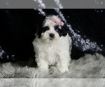 Small Photo #88 Maltipoo Puppy For Sale in WARSAW, IN, USA