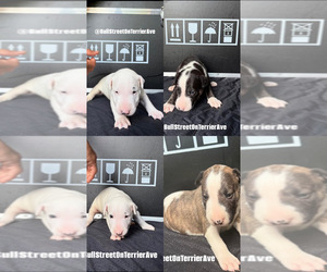 Bull Terrier Puppy for sale in PEMBROKE PINES, FL, USA