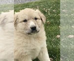 Small #2 Great Pyrenees