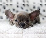 Small Photo #1 French Bulldog Puppy For Sale in MONTECITO, CA, USA
