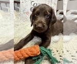 Puppy 2 Labradoodle-Poodle (Standard) Mix