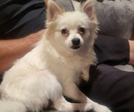 Small Photo #1 Pomeranian Puppy For Sale in SAN JOSE, CA, USA