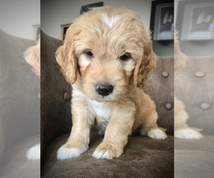 Goldendoodle (Miniature) Puppy for sale in WOODLAND, WA, USA