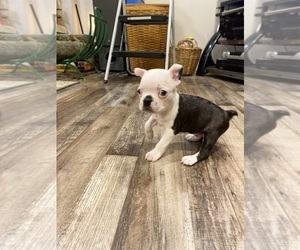 Boston Terrier Puppy for sale in FREDONIA, KS, USA