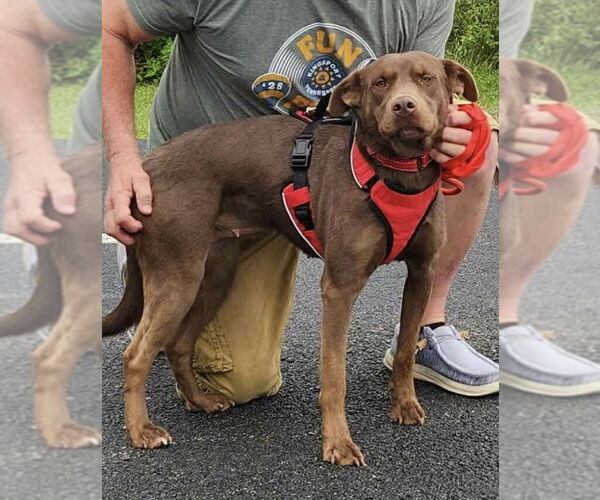 Medium Photo #3 Chocolate Labrador retriever-Unknown Mix Puppy For Sale in Mount Laurel, NJ, USA