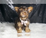 Small #2 Yorkshire Terrier