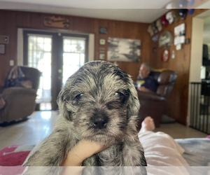 Corkie Puppy for sale in OCALA, FL, USA