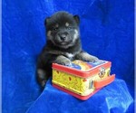 Puppy 1 Shiba Inu