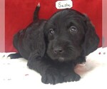 Puppy 5 Labradoodle
