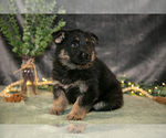 Small #2 German Shepherd Dog