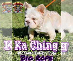 Father of the French Bulldog puppies born on 07/28/2023