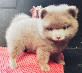 Pomeranian Puppy for sale in CLEBURNE, TX, USA