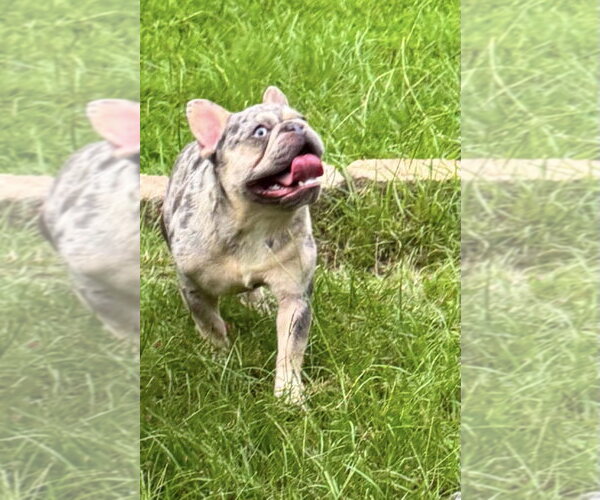 Medium Photo #3 French Bulldog-Unknown Mix Puppy For Sale in Oakhurst, NJ, USA