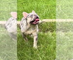 Small #2 French Bulldog Mix