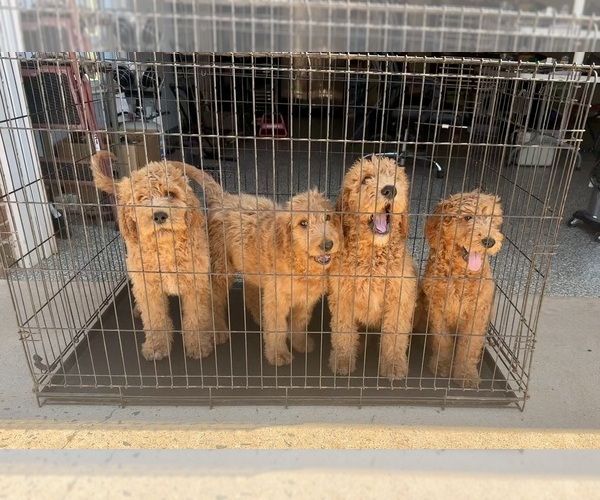 Medium Photo #1 Labradoodle Puppy For Sale in GAFFNEY, SC, USA