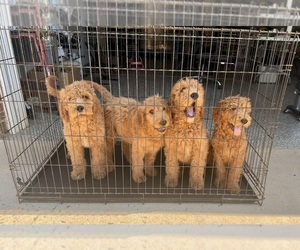 Labradoodle Puppy for sale in GAFFNEY, SC, USA