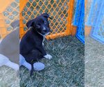 Small #7 American Staffordshire Terrier-Great Pyrenees Mix