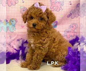 Poodle (Toy) Puppy for sale in WINNSBORO, LA, USA