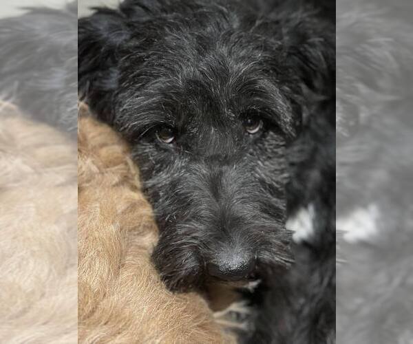 Medium Photo #15 Mutt Puppy For Sale in New York, NY, USA
