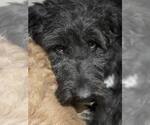 Small #14 Mutt