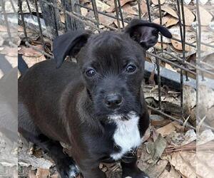 Dachshund-Unknown Mix Dogs for adoption in Yardley, PA, USA