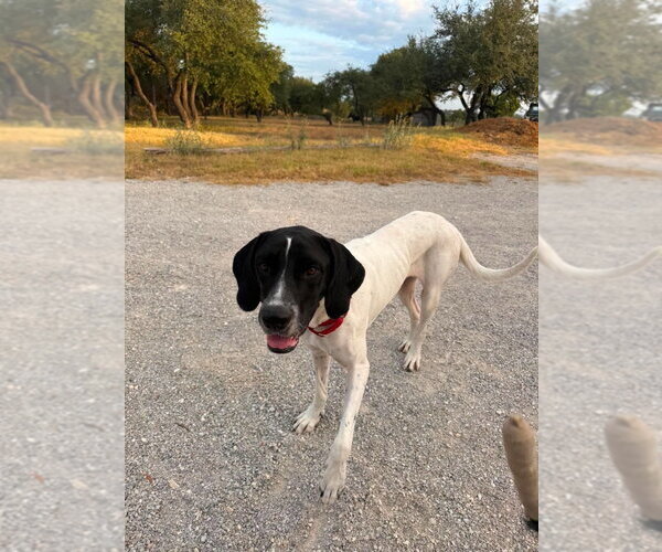 Medium Photo #1 Great Dane Puppy For Sale in Bullard, TX, USA
