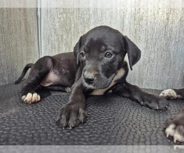 Medium Photo #1 Labrador Retriever-Unknown Mix Puppy For Sale in San Antonio, TX, USA