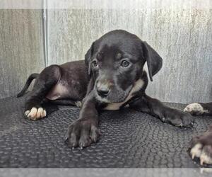 Labrador Retriever-Unknown Mix Dogs for adoption in San Antonio, TX, USA