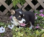 Small #2 Pembroke Welsh Corgi