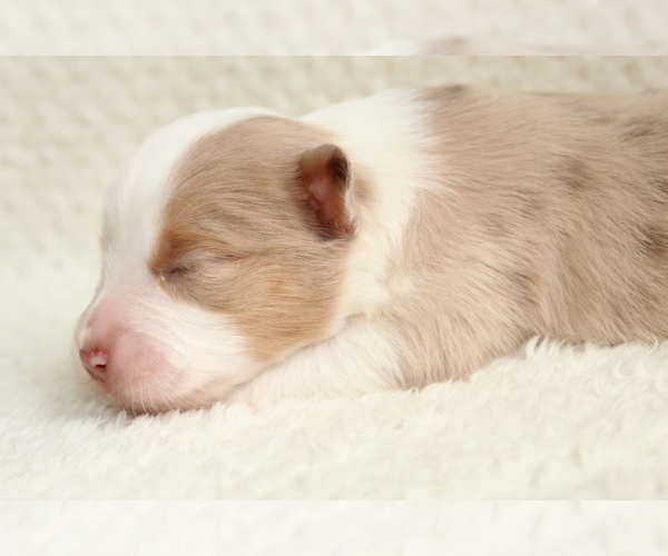 Medium Photo #16 Australian Shepherd Puppy For Sale in CARMEL, IN, USA