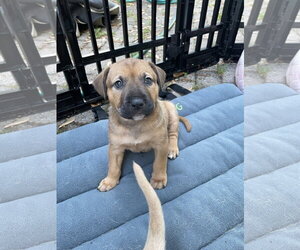 Labrador Retriever-Unknown Mix Dogs for adoption in Derwood, MD, USA