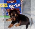 Small Photo #221 Yorkshire Terrier Puppy For Sale in AKRON, OH, USA