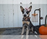 Small Photo #4 Australian Cattle Dog Puppy For Sale in HONEY BROOK, PA, USA