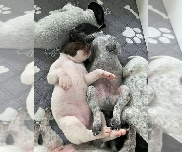 Medium Photo #9 German Shorthaired Pointer Puppy For Sale in HOT SPRINGS, VA, USA