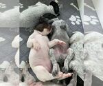 Small #8 German Shorthaired Pointer