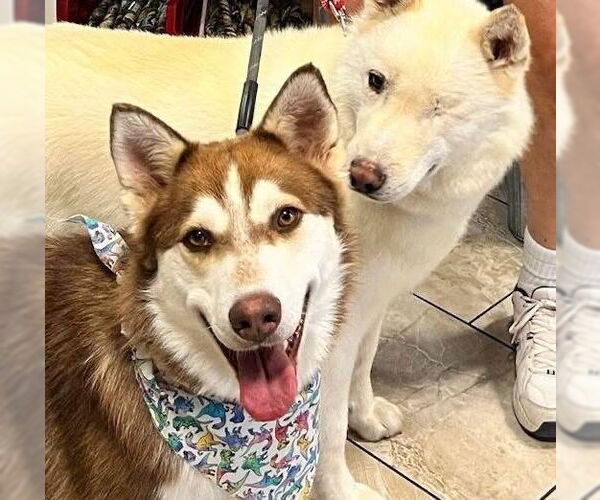 Medium Photo #2 Siberian Husky Puppy For Sale in Cedar Crest, NM, USA