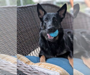 German Shepherd Dog-Unknown Mix Dogs for adoption in Oro Medonte, Ontario, Canada