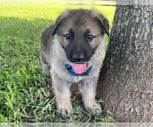 German Shepherd Dog Puppy for Sale in HUNTSVILLE, Alabama USA