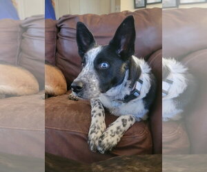 Ancel Adams - Male Mutt Dog for Adoption - Photo #8