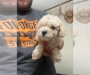 Bichpoo Puppy for Sale in MCMINNVILLE, Tennessee USA